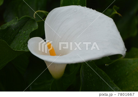 カラーの花咲く頃 八王子市 カラーの花咲く頃 八王子市 7801667