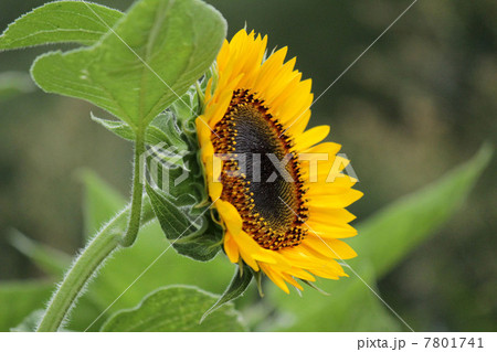 ヒマワリ 7801741