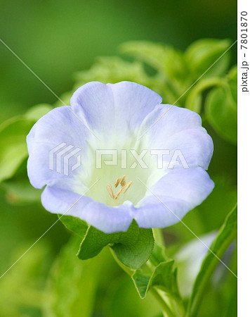 オオセンナリ（大千成）：センナリホオズキ 7801870