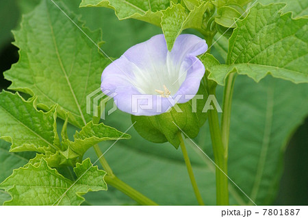 オオセンナリ(大千成):センナリホオズキ オオセンナリ(大千成):センナリホオズキ 7801887