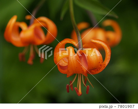 クルマユリ クルマユリ 7801907