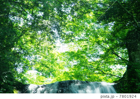 夕日の滝上部の新緑 7801924