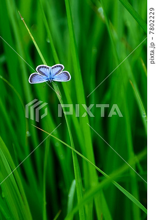 ツバメシジミ ツバメシジミ 7802229