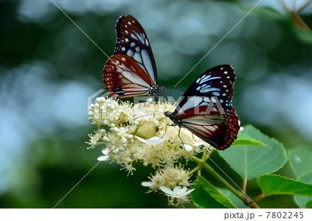 アサギマダラ アサギマダラ 7802245