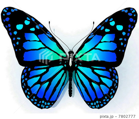 Isolated butterfly  of blue color 7802777