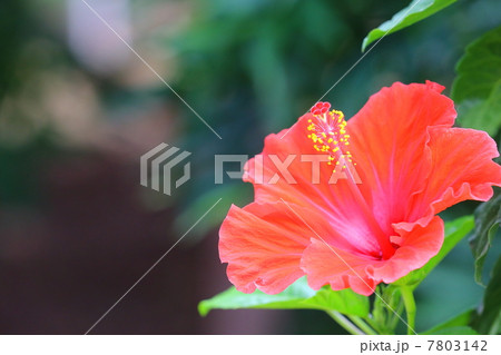 Hibiscus 7803142