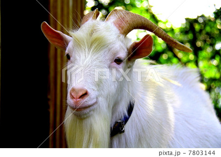 Goat 7803144