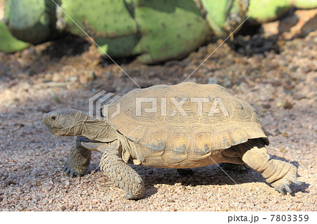 ソノラ砂漠の動物 7803359