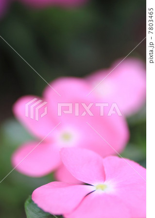 古河総合公園の日々草 古河総合公園の日々草 7803465