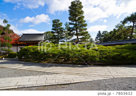 大覚寺の五葉松 7803632