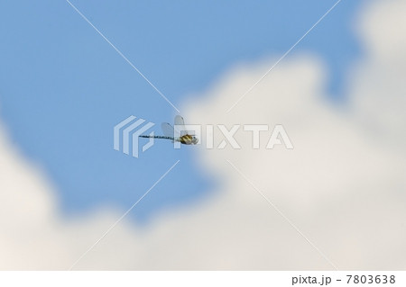 マダラヤンマ 7803638