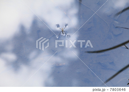 水辺のアメンボ 7803646