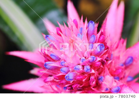 シマサンゴアナナス 7803740