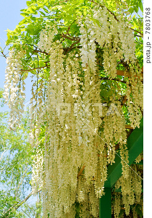 満開の白い藤の花 7803768