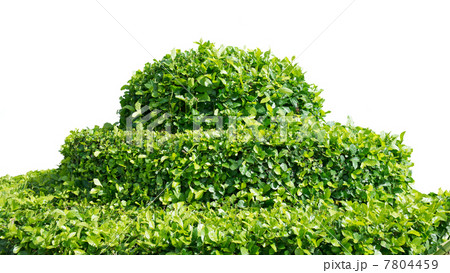 shrub  on white 7804459
