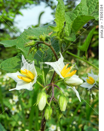 シロバナワルナスビ(白花悪茄子) シロバナワルナスビ(白花悪茄子) 7806384