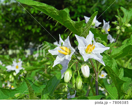 シロバナワルナスビ(白花悪茄子) シロバナワルナスビ(白花悪茄子) 7806385