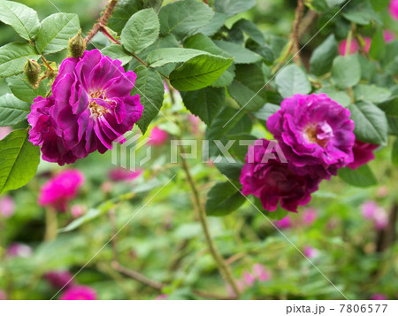 ウィリアム・ロブ 7806577