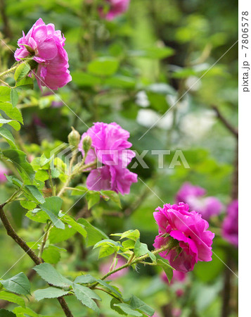 ウィリアム・ロブ 7806578