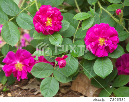 アンリ・マルタン　 7806582