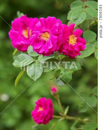 アンリ・マルタン　 7806583