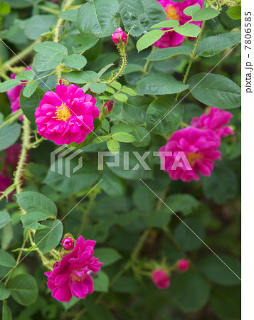 アンリ・マルタン　 7806585