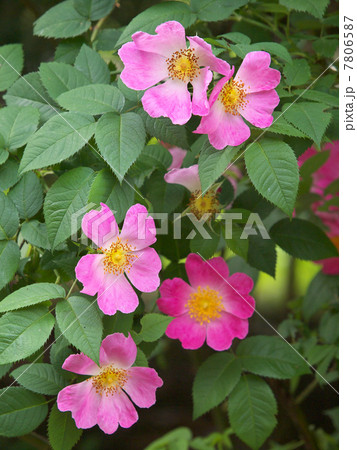 コンプリカータ 7806587