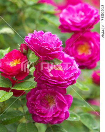 ジプシー・ボーイ 7806612