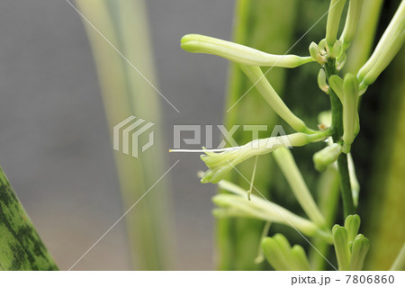 サンセベリアの蕾み 7806860