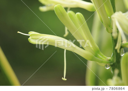 サンセベリアの蕾み 7806864