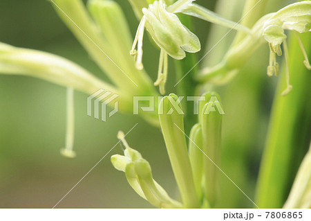 サンセベリアの蕾み 7806865