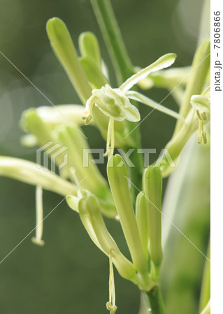 サンセベリアの蕾み 7806866