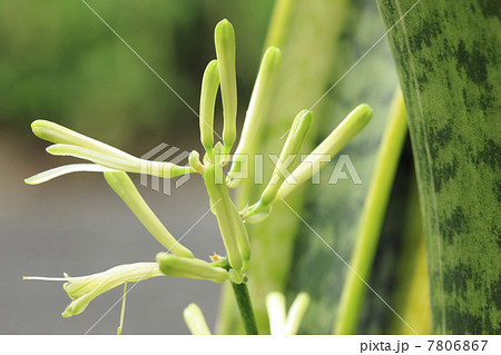 サンセベリアの蕾み 7806867