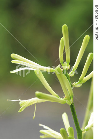 サンセベリアの蕾み 7806868