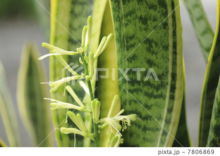 サンセベリアの蕾み 7806869