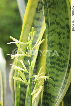 サンセベリアの蕾み 7806870