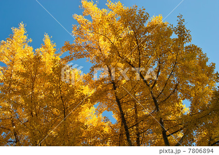 イチョウの木 7806894