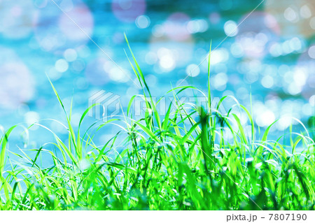 green grass 7807190
