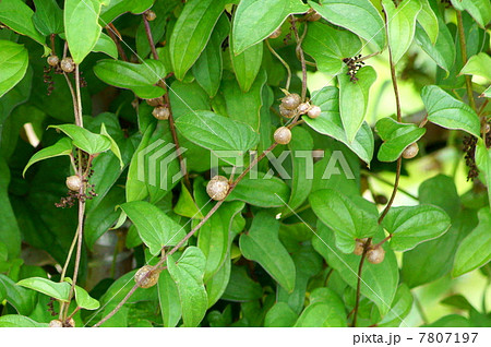 ムカゴ（山芋類） 7807197