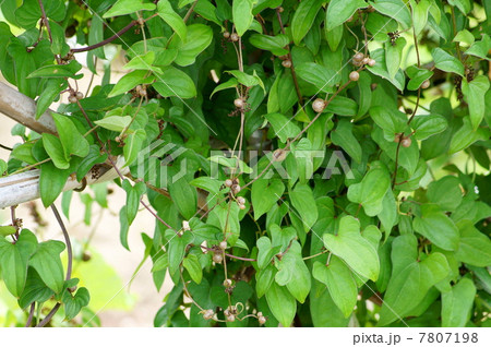 ムカゴ（山芋類） 7807198