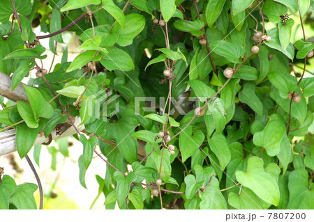 ムカゴ(山芋類) ムカゴ(山芋類) 7807200
