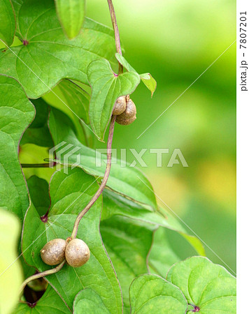 ムカゴ（山芋類） 7807201