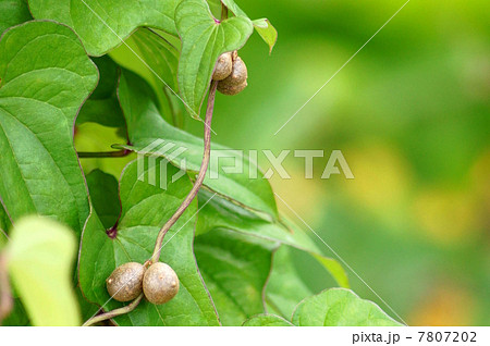 ムカゴ（山芋類） 7807202