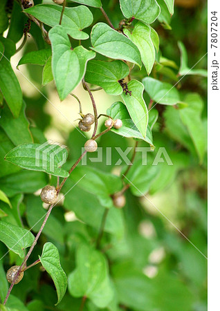 ムカゴ（山芋類） 7807204