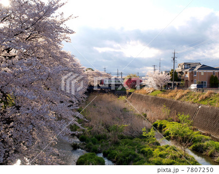 橋を渡る名鉄特急を堤防の桜並木 7807250