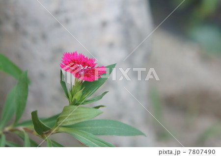 ナデシコ 7807490