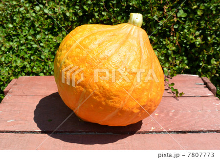 採れたての夏野菜、コリンキー 採れたての夏野菜、コリンキー 7807773