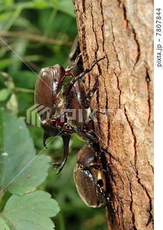 交尾を促すカブトムシ 7807844