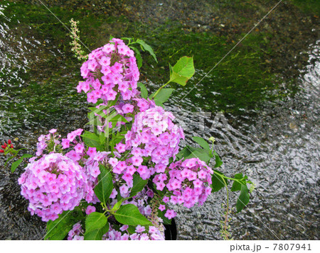 クサキョウチクトウ 7807941