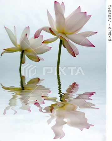 蓮 蓮 7808041
